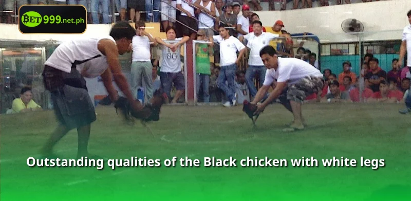 Outstanding qualities of the Black chicken with white legs